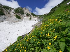 キンポウゲ咲く大雪渓