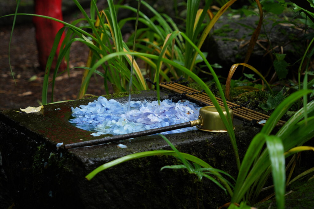 紫陽花浮かぶ手水舎