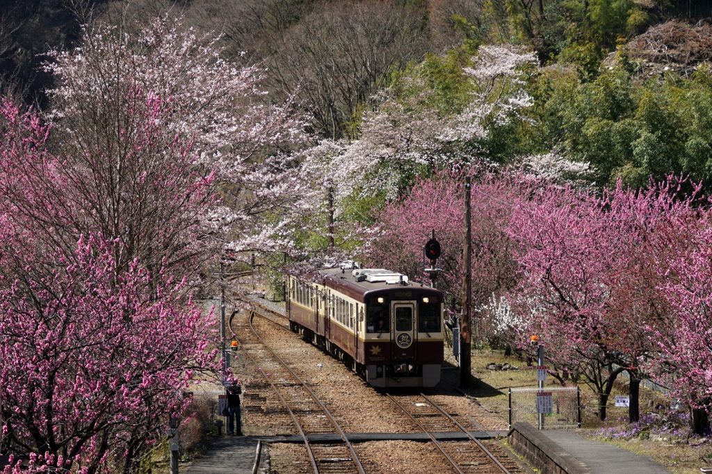 花桃咲く郷戸駅