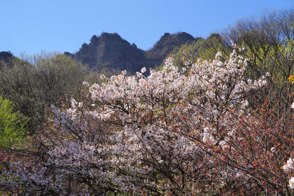 桜咲く妙義山