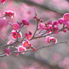 梅の季節