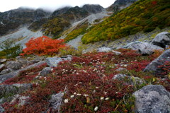 紅葉のチングルマ染まる涸沢