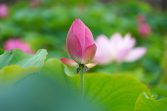 梅雨の蓮園