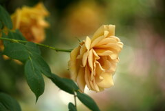 黄金色のバラ