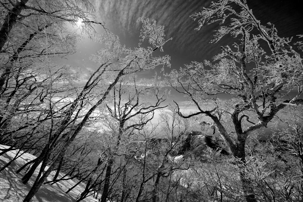 モノクロの霧氷２