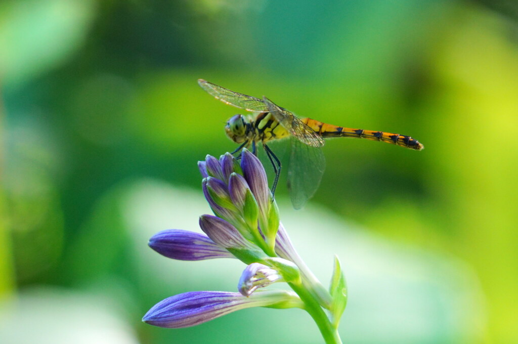 トンボ
