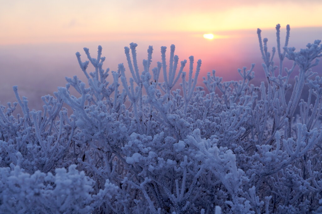霧氷の日の出