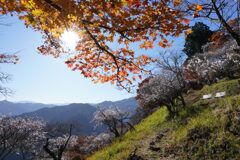 桜山の秋
