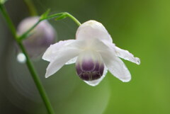 雨露のレンゲショウマ