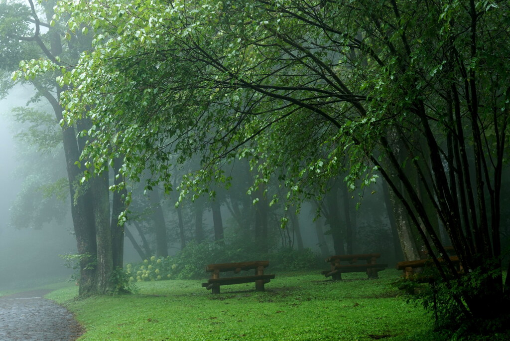 雨　森のベンチ