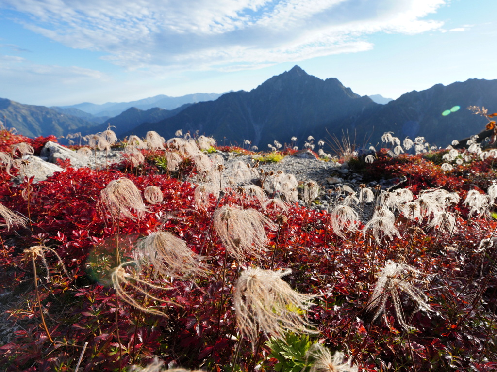 花穂揺れる奥大日岳