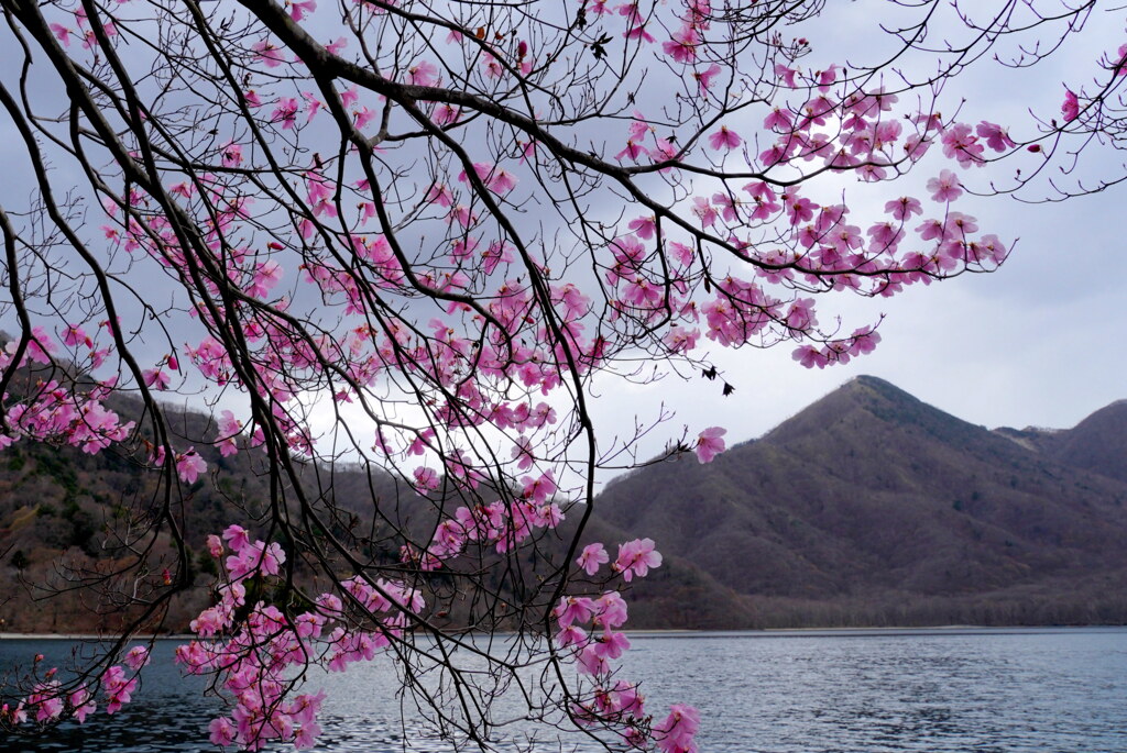 アカヤシオ咲く中禅寺湖