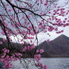 アカヤシオ咲く中禅寺湖