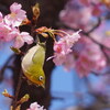 河津桜とメジロ