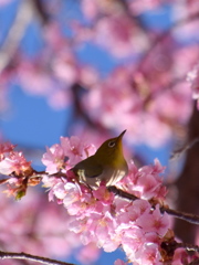 春の香り