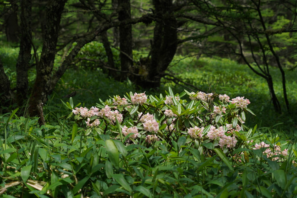 森に咲くハクサンシャクナゲ