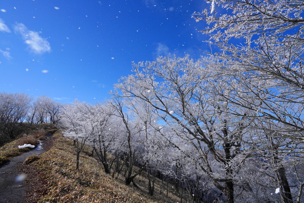 風舞う霧氷