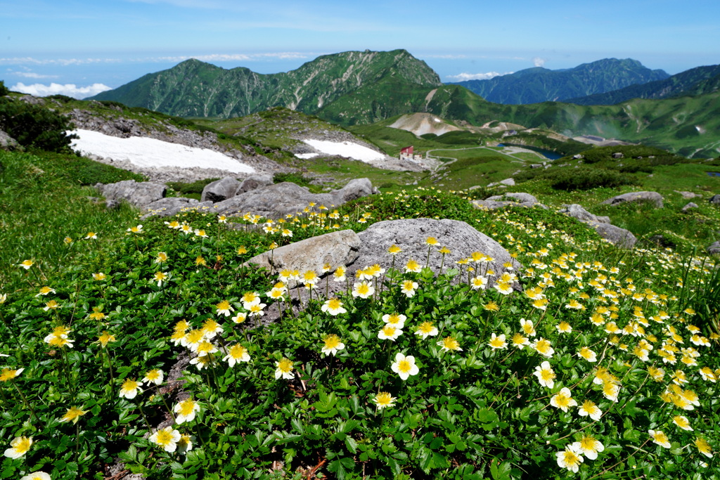 一面のチングルマと大日岳
