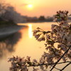 桜と夕焼け