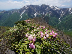 シャクナゲ咲く初夏の白毛門