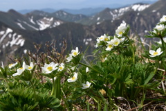 初夏の兆し　ハクサンイチゲ咲く谷川