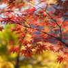 モミジ輝く