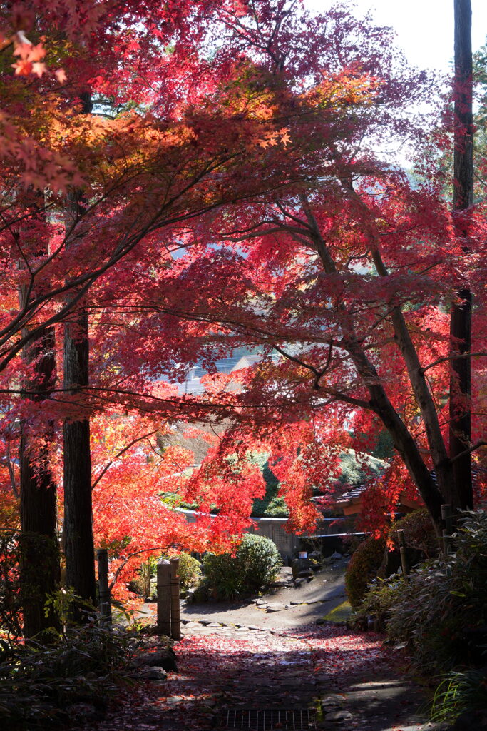 紅葉の通りゃんせ