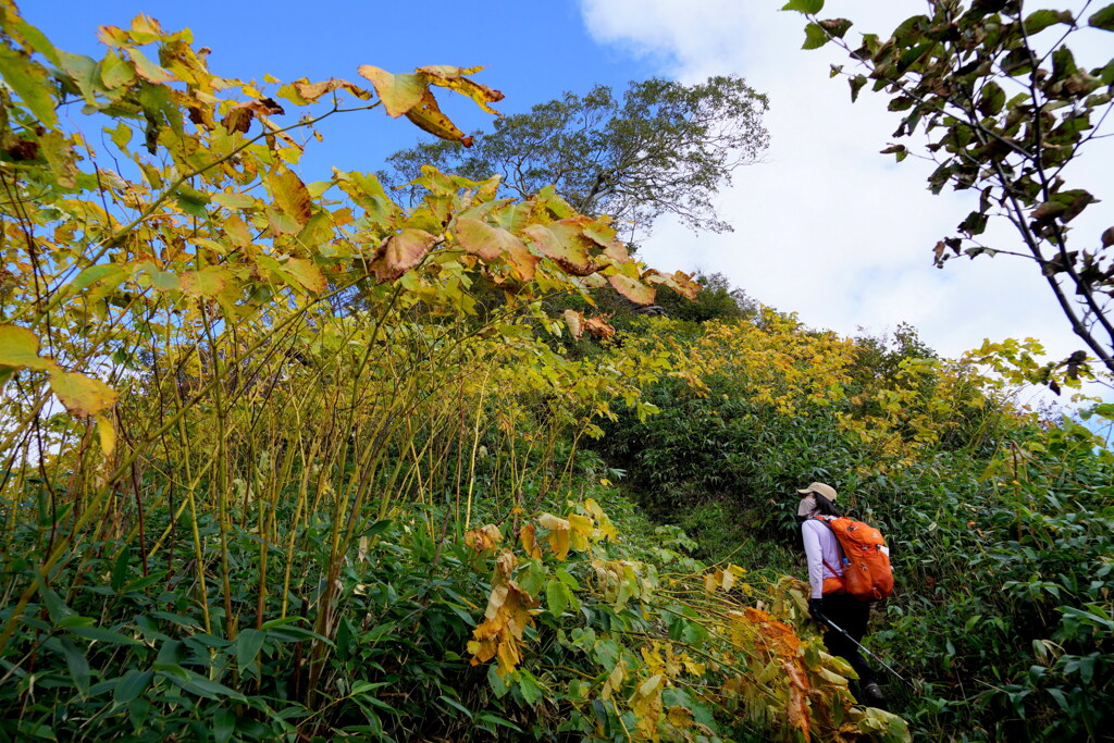 色付く登山道