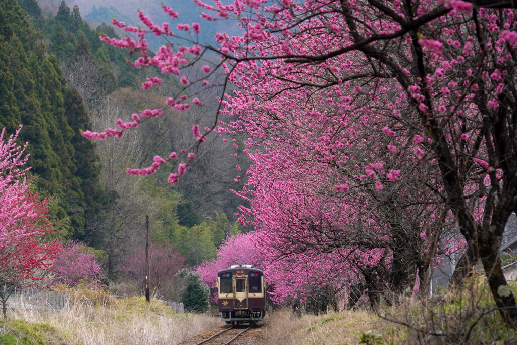 花桃列車