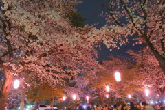 ちょうちん灯りの夜桜
