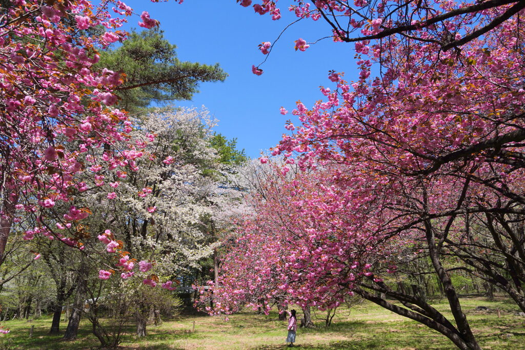 桜シャワー