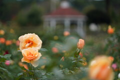 薔薇の咲く館