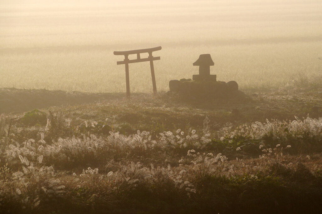 早朝の田舎道