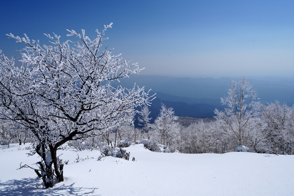 春霞の霧氷