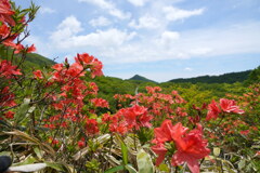 レンゲツツジ咲く見晴山