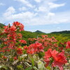 レンゲツツジ咲く見晴山