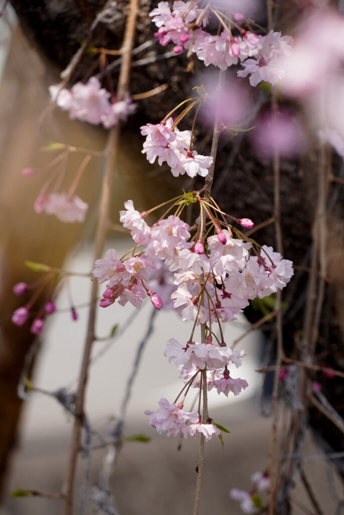 枝垂桜１