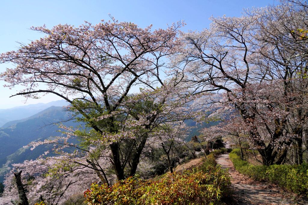 桜色の春