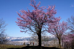 桜咲く坂戸山