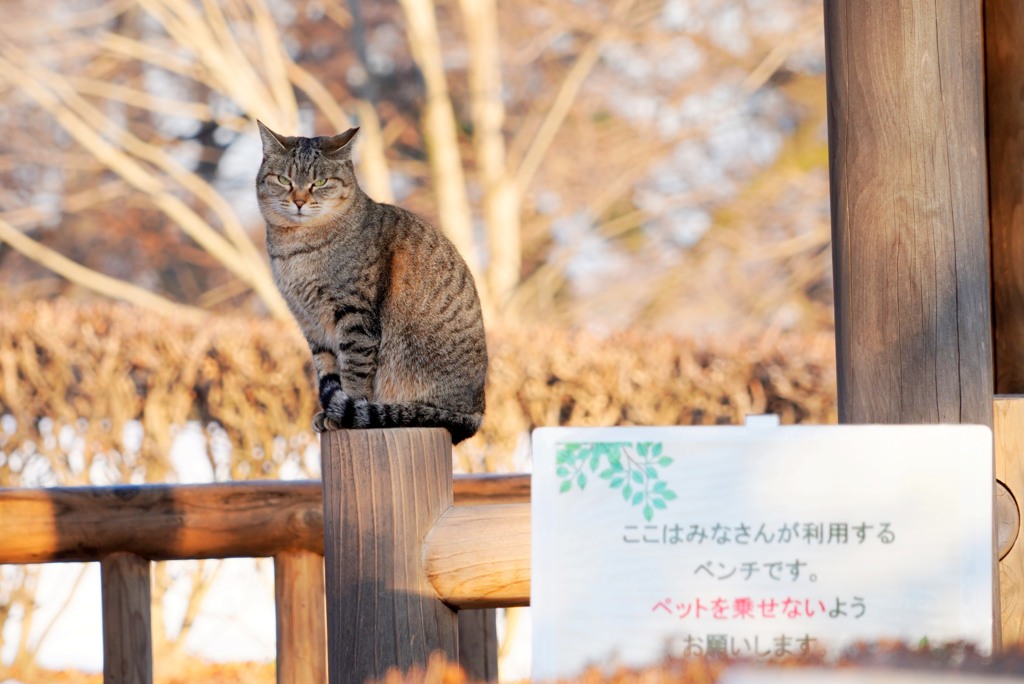 ペットじゃ無いんだにゃ