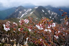 ミネザクラ咲く谷川連峰