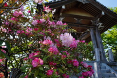 シャクナゲ咲く赤城寺