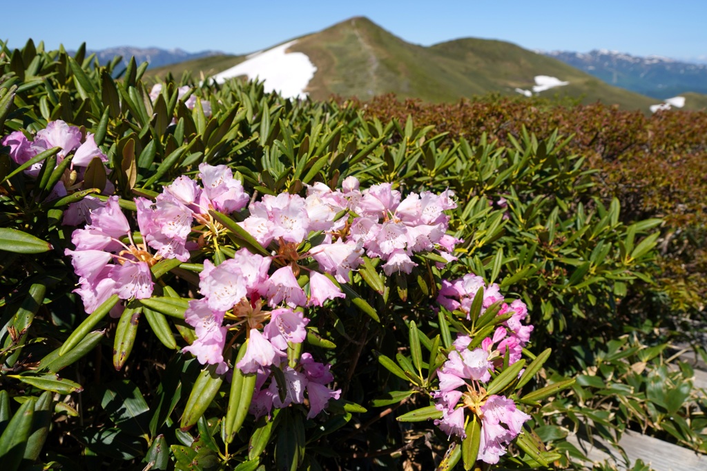 シャクナゲ咲く平標山