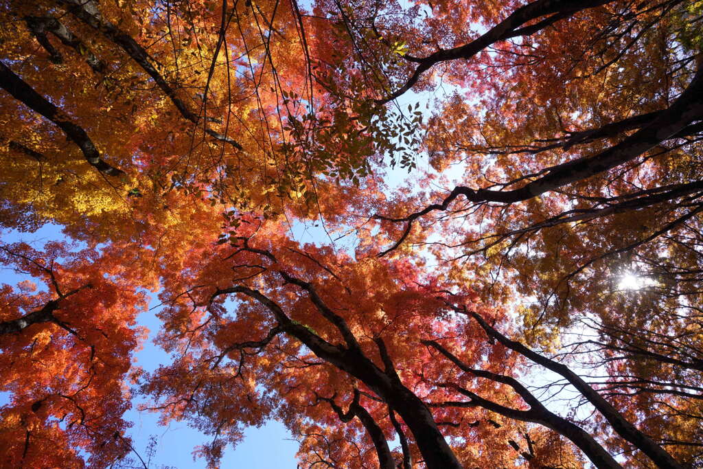 もみじ色の空