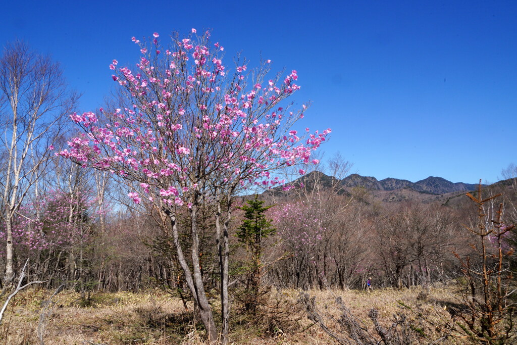 アカヤシオ咲く袈裟丸山