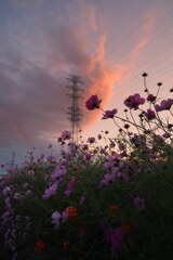 夕焼け雲を仰いで