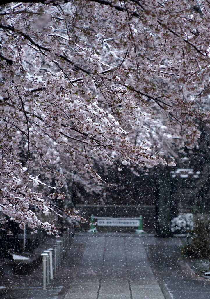 桜雪の参道