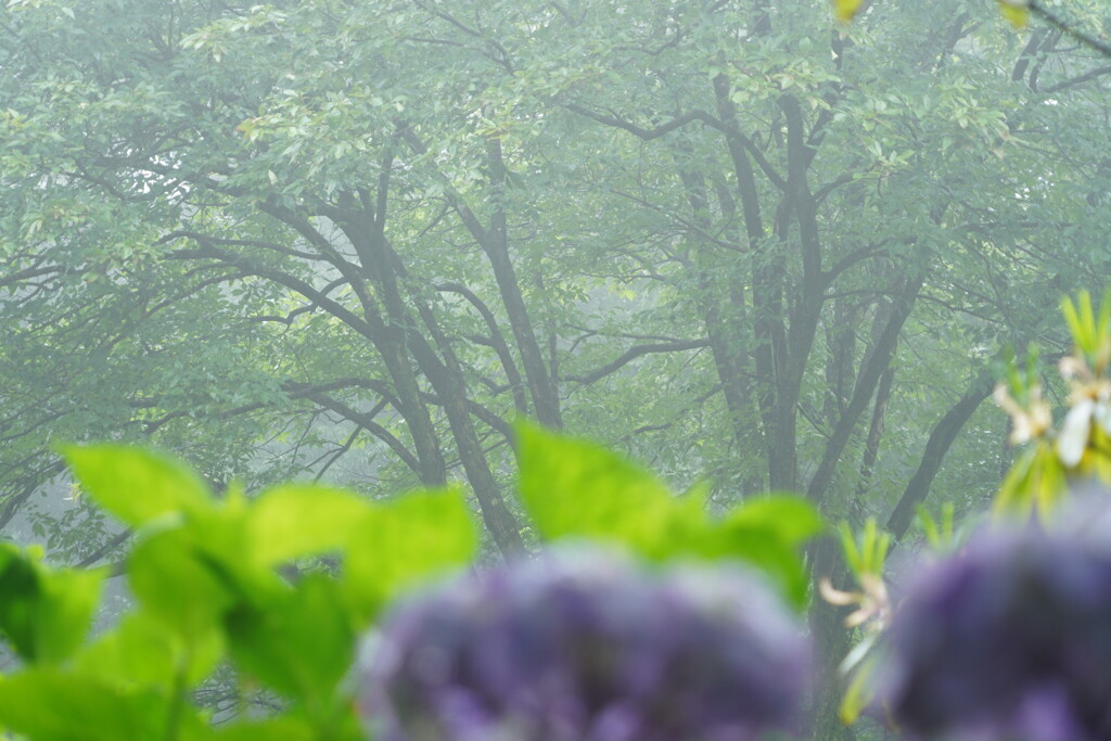 霧雨の森