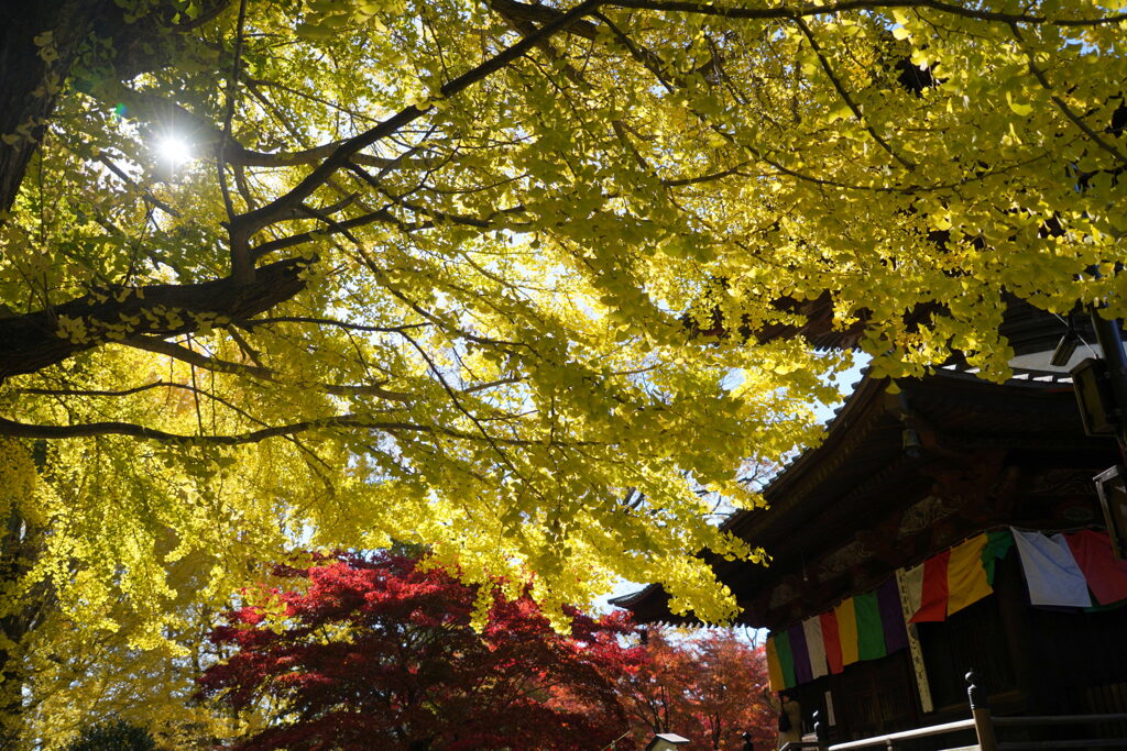 大イチョウと鑁阿寺