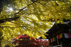 大イチョウと鑁阿寺